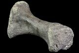 Camarasaurus Metatarsal (Toe Bone) - Wyoming #76729-1